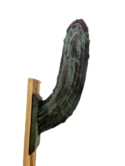 Saguaro Cactus Arm